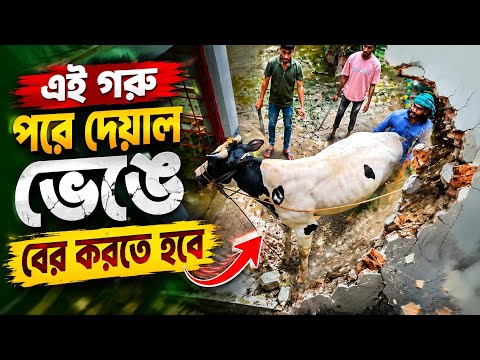 এই গরু,,,পরে দেয়াল ভেঙে বের করতে হবে,,🐃