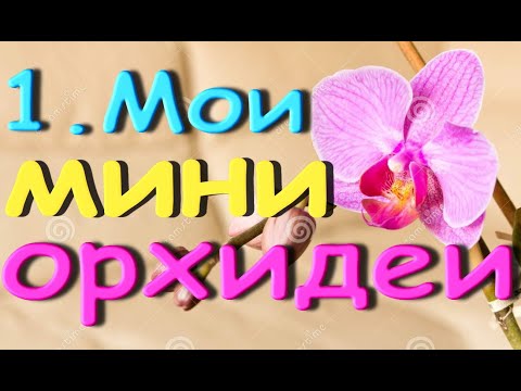 1.Мои ОРХИДЕИ МИНИ + фото цветения.