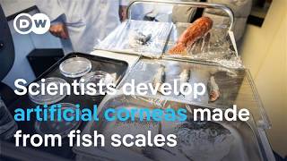 Scientists develop artificial corneas from fish scales | DW News
