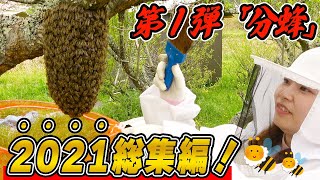 分蜂した野生のニホンミツバチを捕獲！反撃されたり、あり得ない事態にも遭遇...！？【2021総集編】