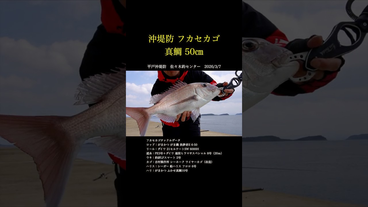 平戸沖堤防 フカセカゴ 真鯛50㎝ #shorts