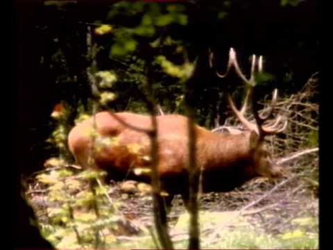 Naturimages - Cerfs