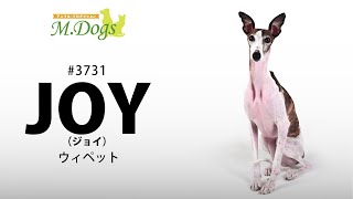 ペットモデル　JOY(ジョイ)