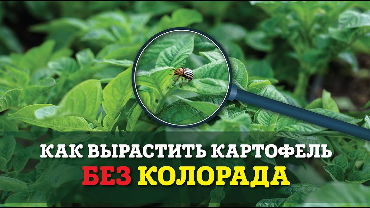 Інсектицид Антиколорад