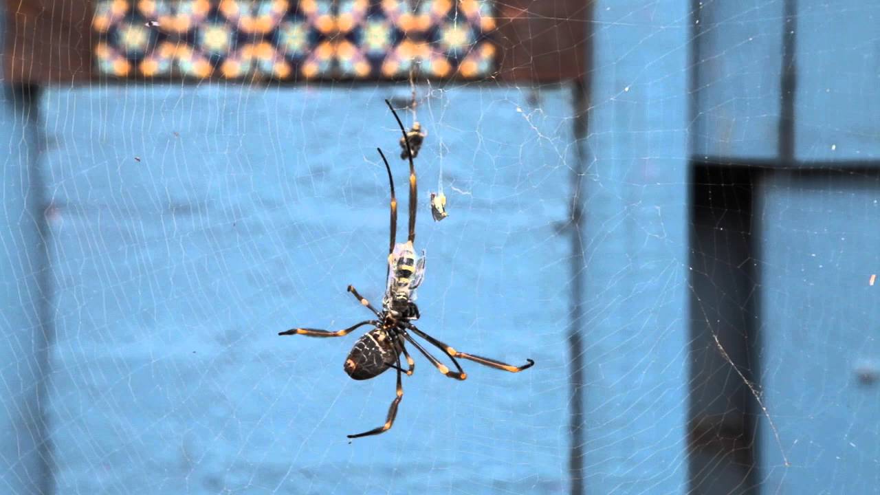 Spiders and Witches ft Medusa