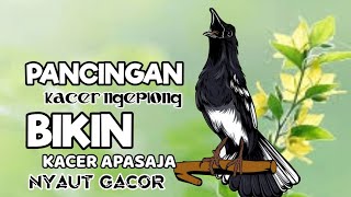 Download lagu PANCINGAN SUARA KACER NGEPLONG JEDA2 INI BIKIN KACER MACET MALAS BUNYI, BAHAN LANGSUNG NYAUT ! mp3 Download lagu PANCINGAN SUARA KACER NGEPLONG JEDA2 INI BIKIN KACER MACET MALAS BUNYI, BAHAN LANGSUNG NYAUT ! mp3