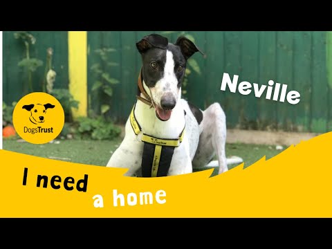 Neville for sale in Ilfracombe, North Devon