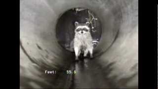 preview picture of video 'Raccoons Playing in Storm Drain - (Long Clip)'