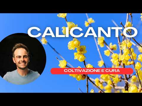 Calicanto: guida alla coltivazione. La pianta che profuma l'inverno