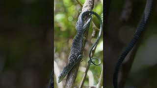 Download lagu 1st ever wild blue tree monitor in 4k Indonesia, Batanta Island mp3