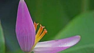 Fiorella Mannoia i treni a vapore