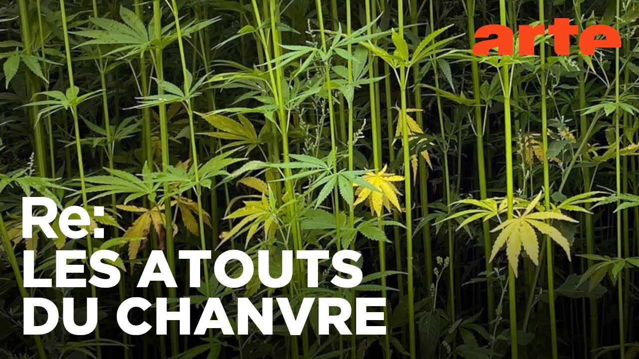Le chanvre, cette fibre vertueuse | Reportage | ARTE Regards