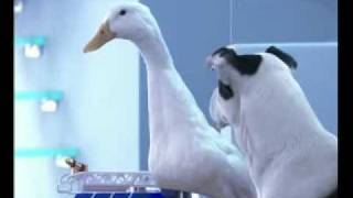 Dog n Duck Sky - Can I Press The RED Buttonmp4