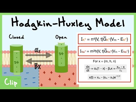 Hodgkin-Huxley Model of Voltage-Gated Channels Explained (Gating Variables n, m, h) | Clip