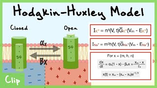 Hodgkin-Huxley Model of Voltage-Gated Channels Explained (Gating Variables n, m, h)