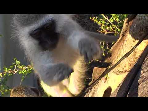 Djuma: Vervet monkeys playing on cam tree - 07:32 - 06/10/18