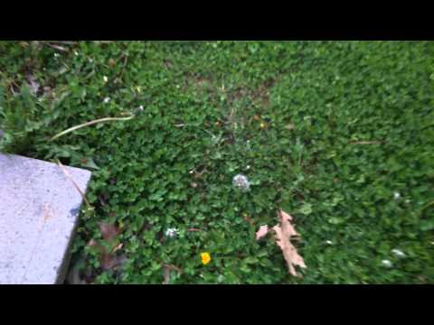 Lighting dandelions on fire with empty lighter