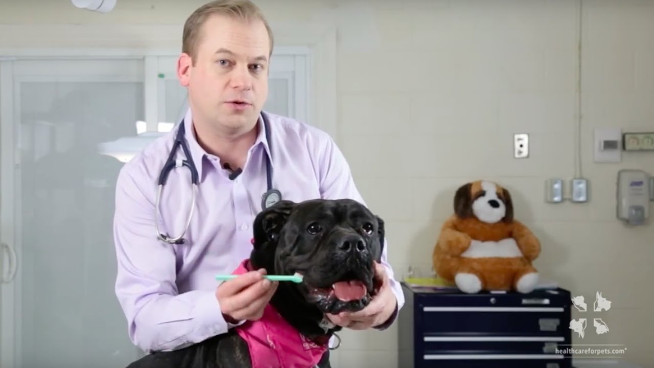 How to Brush a Dog’s Teeth