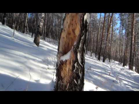 Уловистые деревья для поимки бродячих роёв, поход в лес.