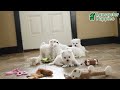 Maltese dogs for sale: Gracie - Video 1