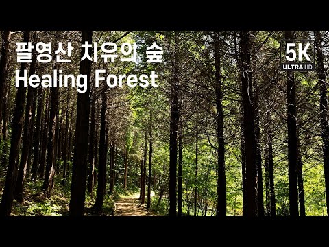 전남 고흥군, 팔영산 치유의 숲 편백나무 드론영상