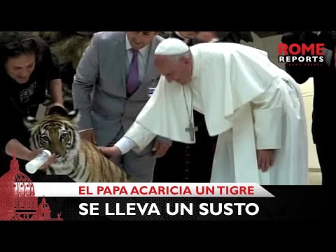 El Papa acaricia a un tigre y se lleva un susto