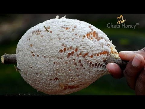 MOST AMAZING HONEYCOMB CUTTING & SATISFYING  || RARE WILD HONEY SLICING COLLECTION
