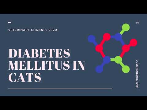 Veterinarian Explains: Diabetes Mellitus In Cats