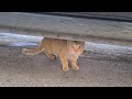 Very Timid But Incredibly Cute Orange Cat