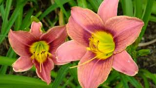 花､ヘメロカリス②　20180420