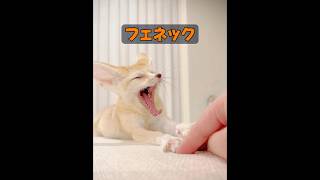 フェネックギツネはどれくらい大きくなるのか？ #自然 #動物プロダクション #animals #動物 #癒し