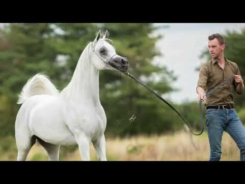 NARDENE AL NAIF, Embryo opportunity - KIAHF Auction 2024