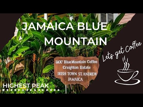Jamaica Blue Mountain Coffee Tour