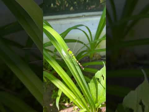 Green darner #dragonfly