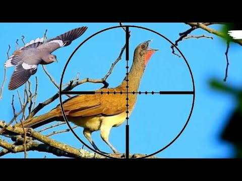 HUNTING FOR WILD TURKEYS AND PIGEONS