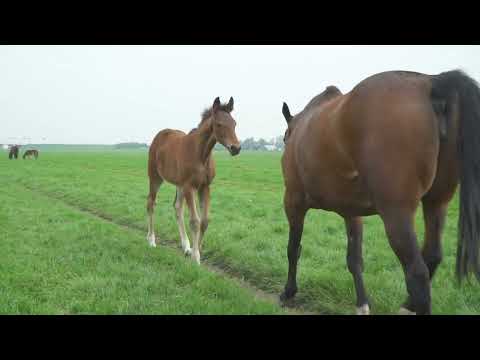 Boko Stables Holland - spring 2022