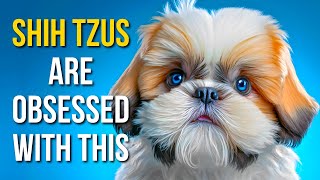 5 Things Shih Tzus Love Most: Belly Rubs, Cuddles, Treats & Why