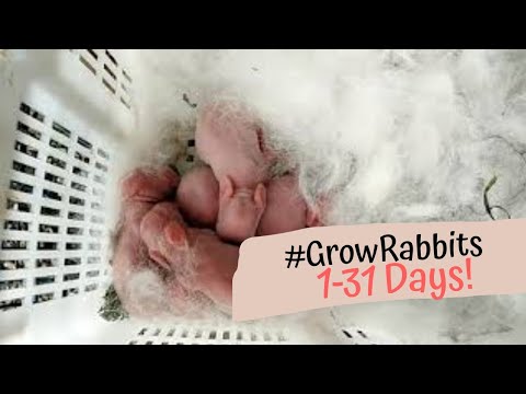 YouTube video about: How does giving birth days apart affect the rabbit?