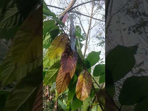 cacao oiba santander
