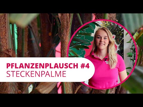 #4 PflanzenPlausch | Steckenpalme