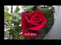 Videoplayback