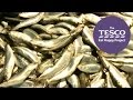 Learn How Sardines Get From The Sea To The Shops