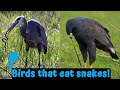 Birds That Eat Snakes