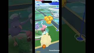 ミニオドリドリ #pokemon #pokemongo #ポケgo #ポケモン #pokémon #ポケモンgo