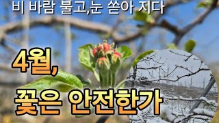 [사과재배] 비바람 불고 눈 쏟아졌다/ 꽃은 우째되었나/대책은