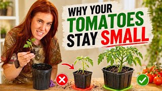 Stop Potting Tomato Seedlings Wrong (This Kills Your Yield)