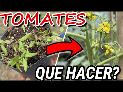 , title : 'Primera Etapa Del Cultivo De TOMATES! 🍅 Que hacer Después que Germinan?'