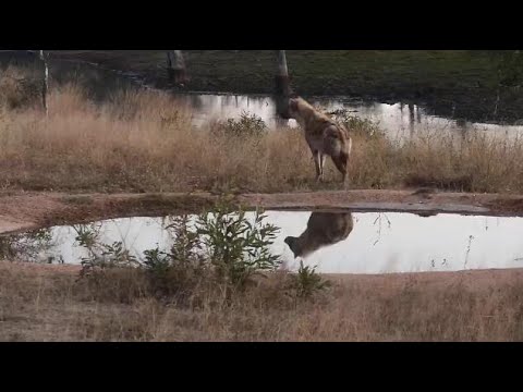 Djuma: Lone Hyena maybe smelling where Leopard walked  - 06:34 - 07/12/20