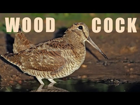 Sluka lesná (Scolopax rusticola) — Eurasian Woodcock v nočnom lese