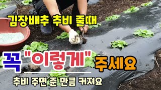 김장배추 추비 줄때 꼭 이렇게 주세요 배추추비주는방법 주의사항 배추추비주는시기 배추웃거름